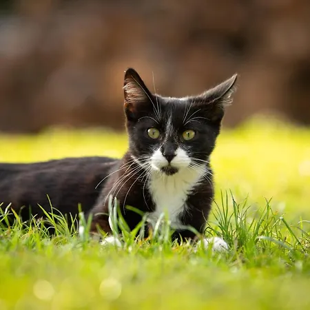 Sulle Colline Del Sangiovese *