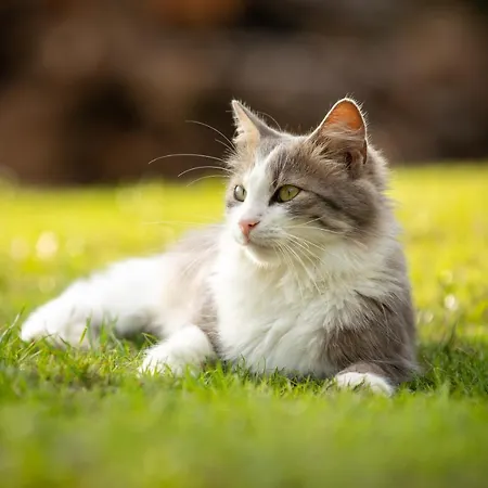 Appartement Sulle Colline Del Sangiovese Predappio