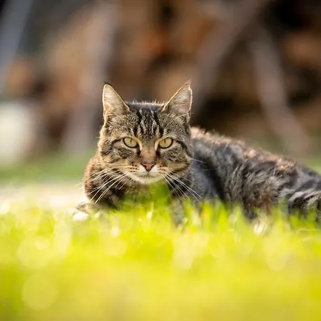 Sulle Colline Del Sangiovese Appartamento