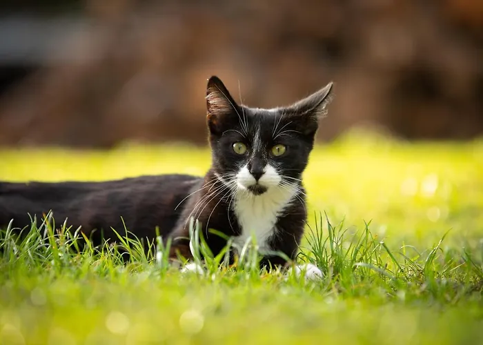 Sulle Colline Del Sangiovese *