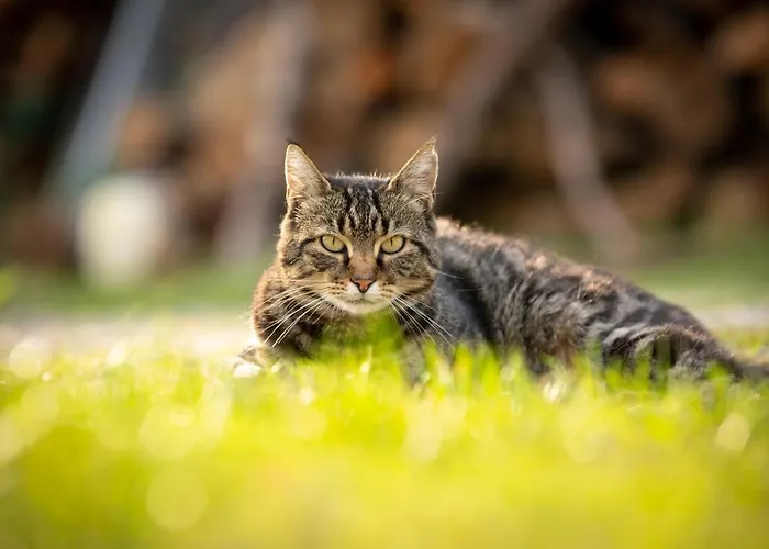 Sulle Colline Del Sangiovese 아파트